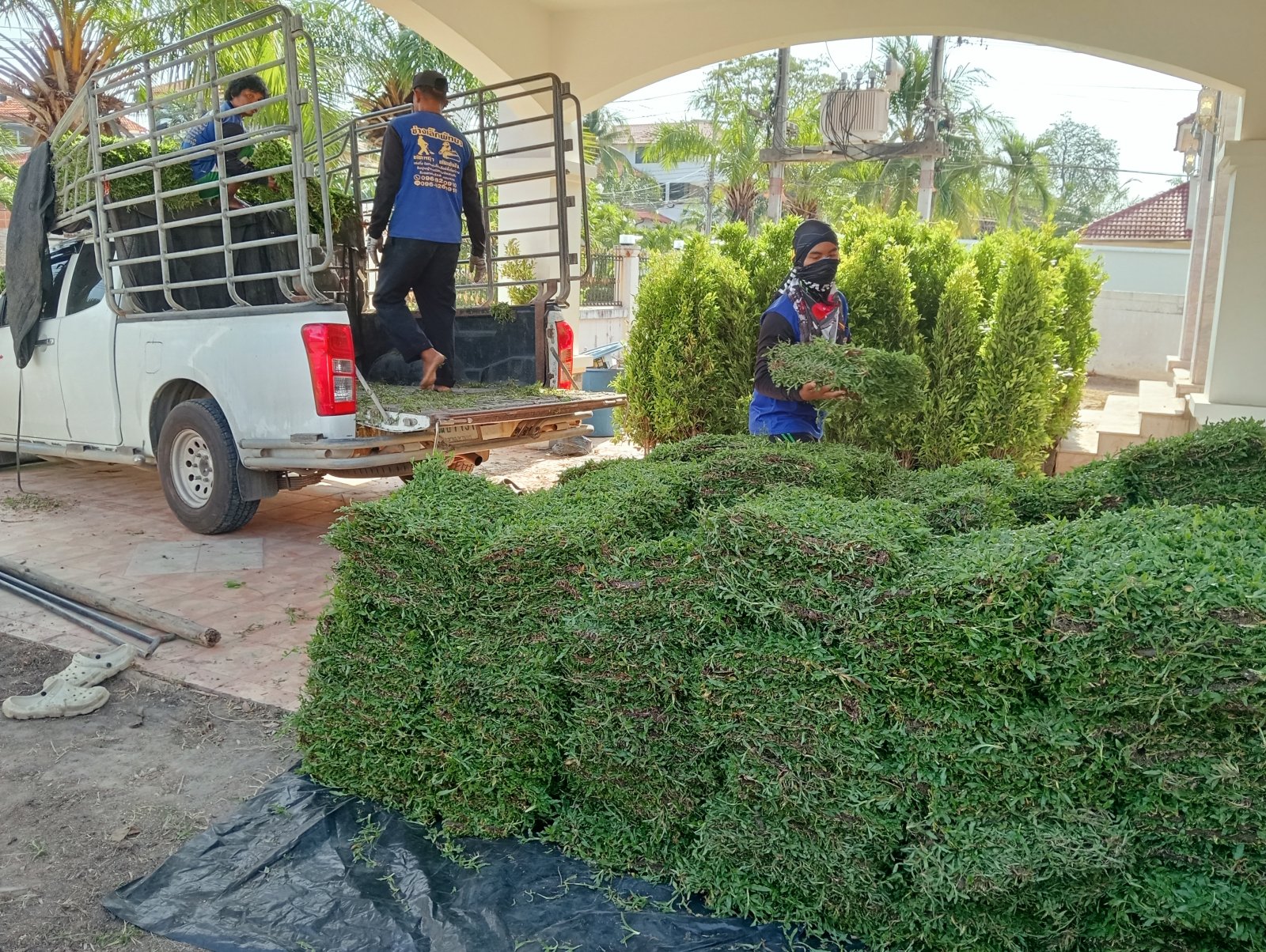 งานปลูกหญ้านวลน้อย และไทรเกาหลี 